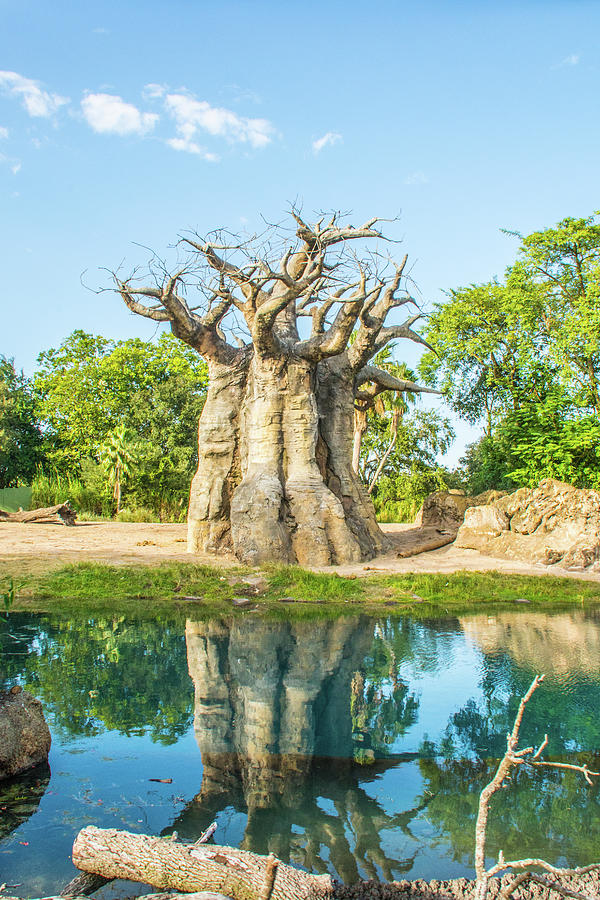 11055 Baobab Tree Photograph by Pamela Williams