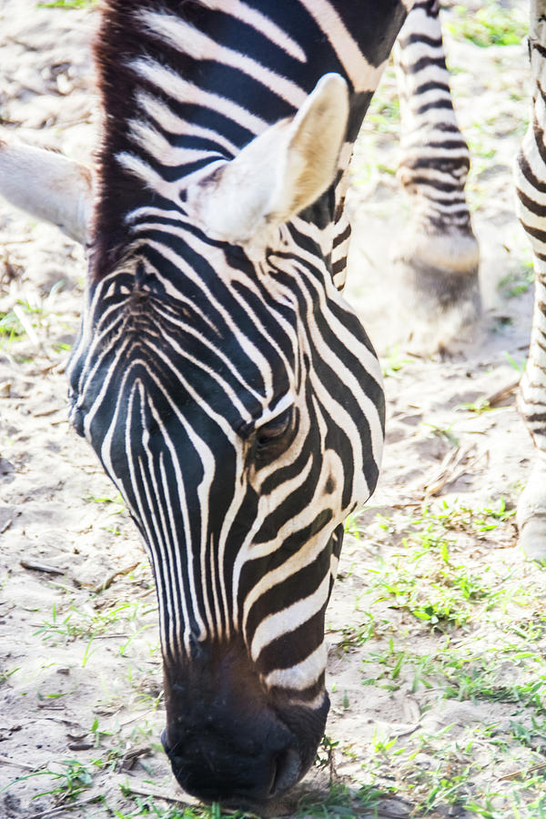 11057 Zebra Photograph by Pamela Williams