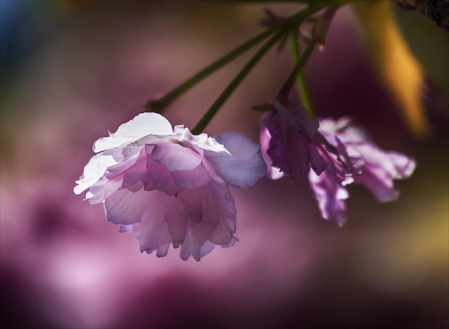 Cherry Blossoms #111 Photograph by Robert Ullmann