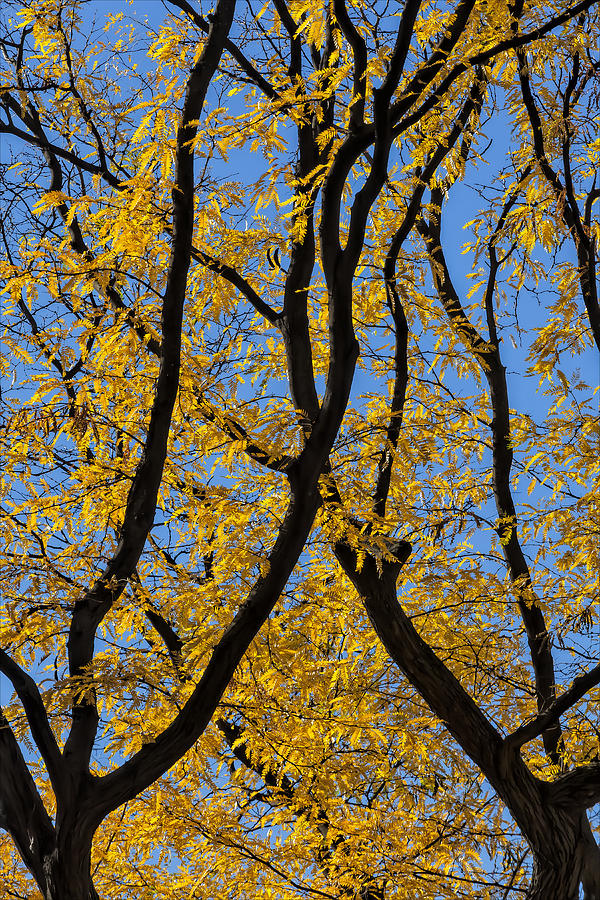 Fall Foliage #111 Photograph by Robert Ullmann