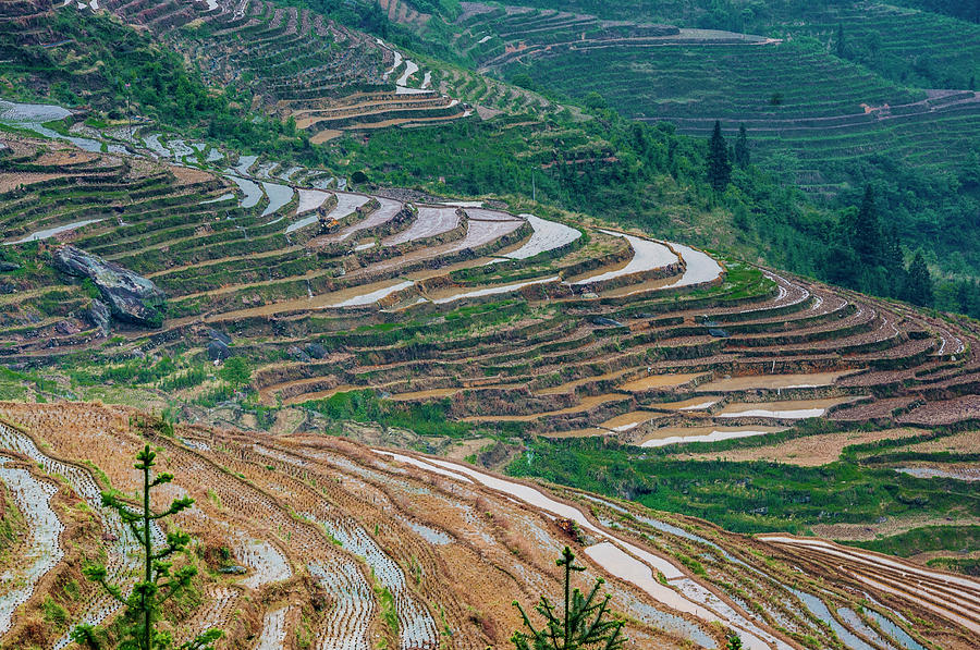 Longji terraced fields scenery #111 Photograph by Carl Ning