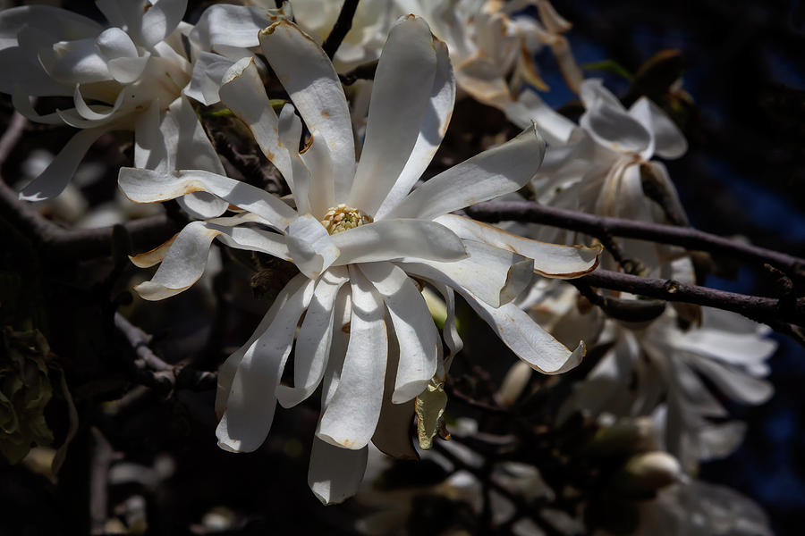 Magnolia Blossoms #111 Photograph by Robert Ullmann