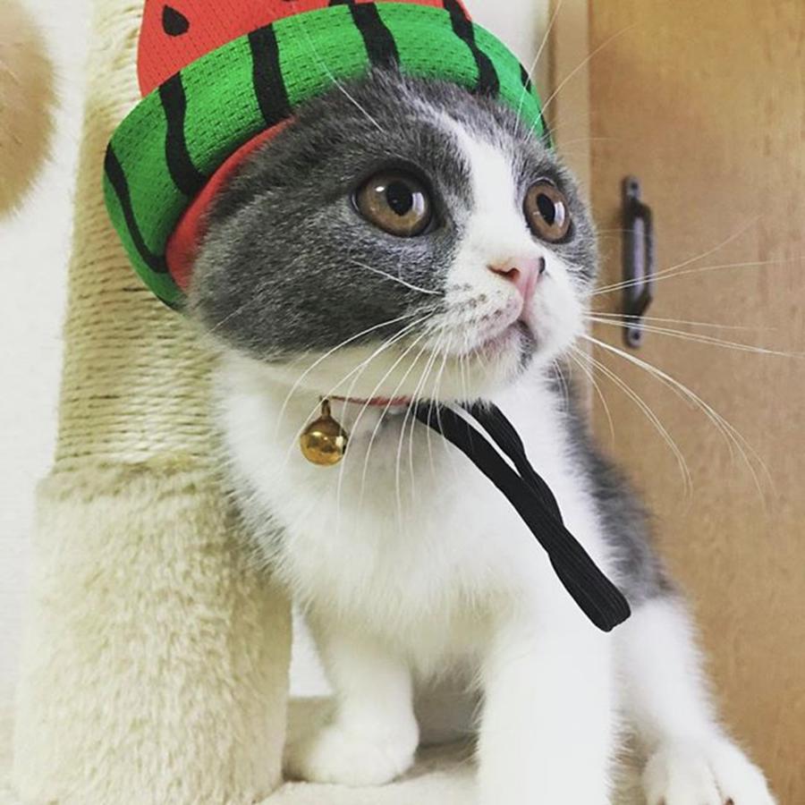Cat Photograph -  Cat wearing a hat of watermelon by Haruko Endo