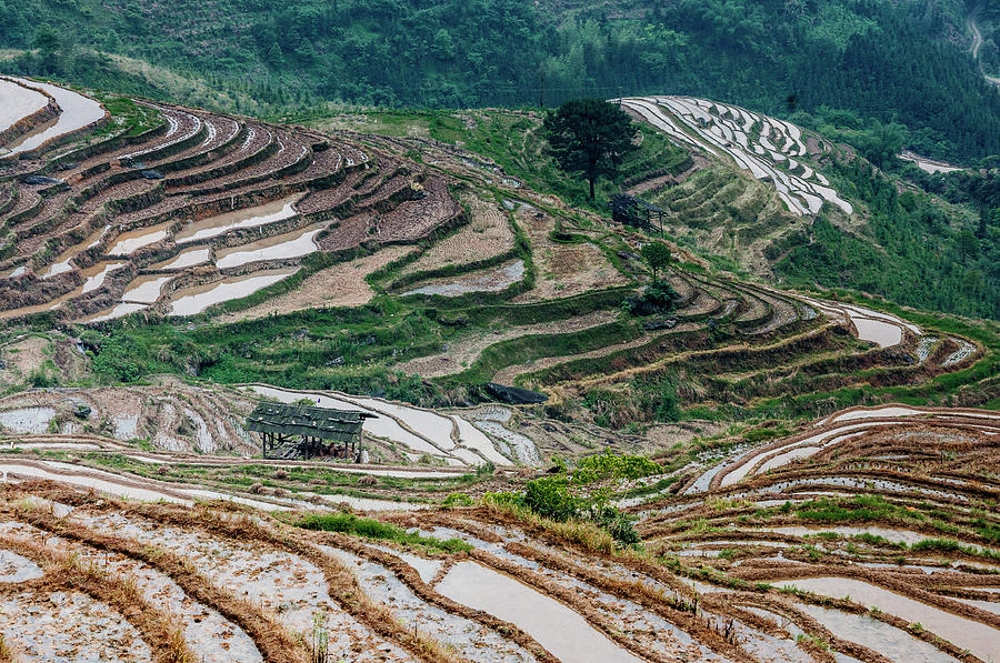 Longji terraced fields scenery #112 Photograph by Carl Ning