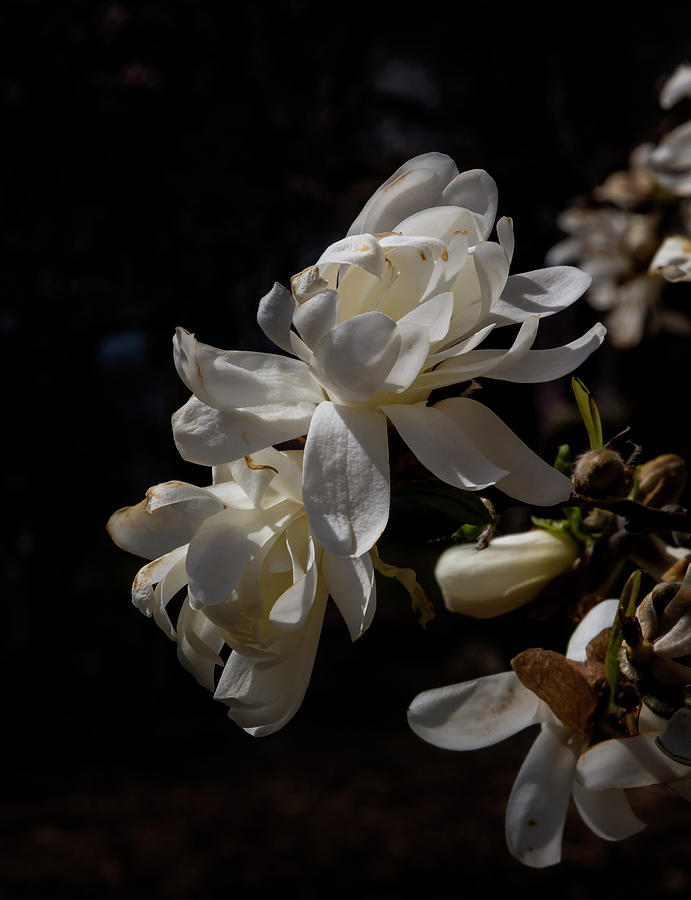 Magnolia Blossoms #112 Photograph by Robert Ullmann