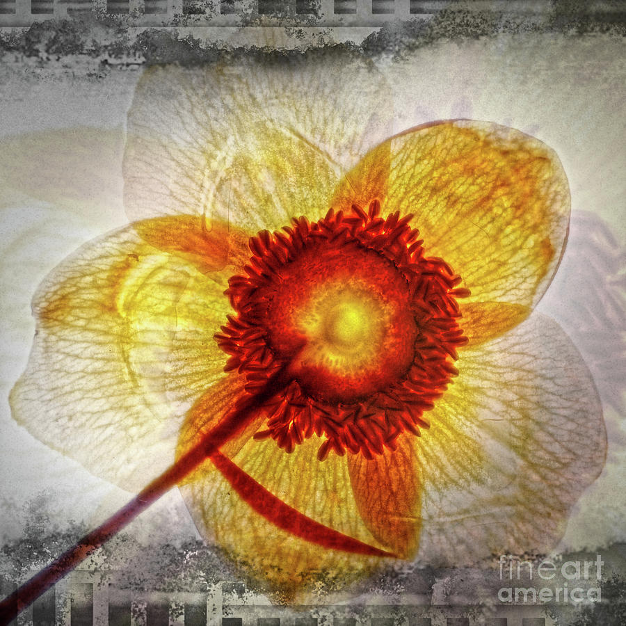11230 Flower Abstract Series 02 #05 Digital Art