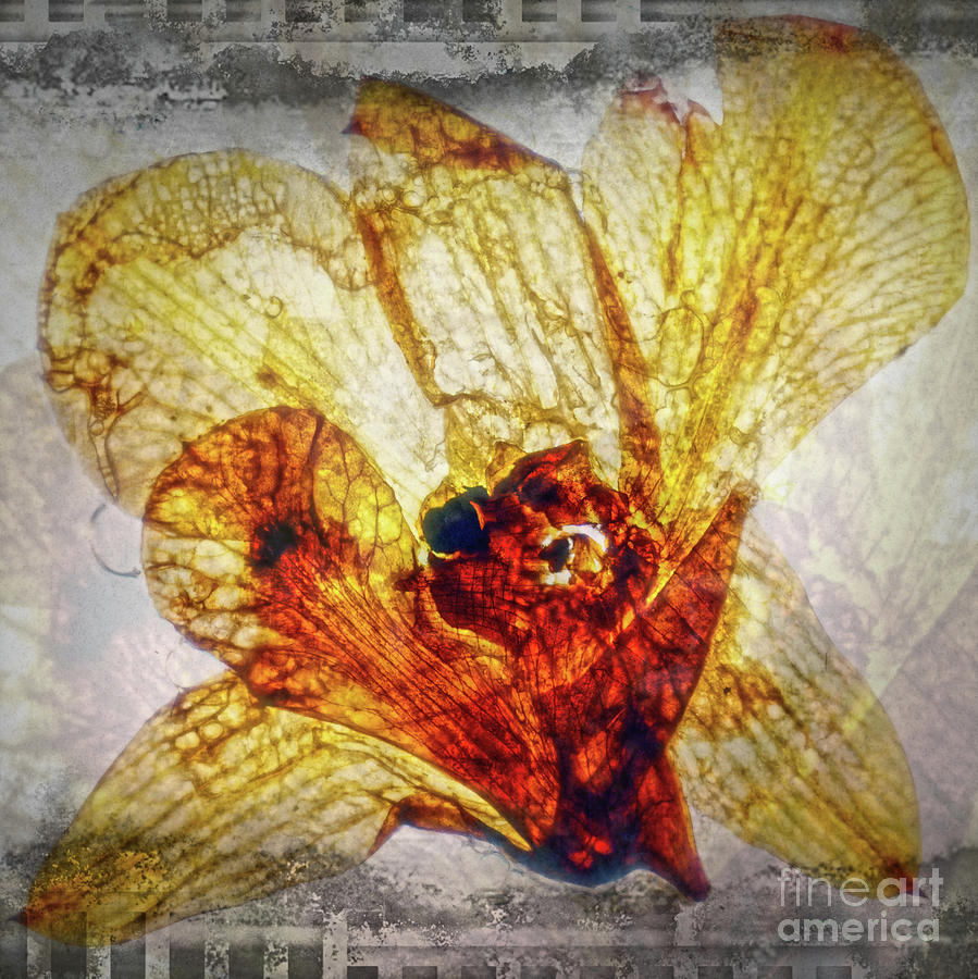 11232 Flower Abstract Series 02 #04 Digital Art