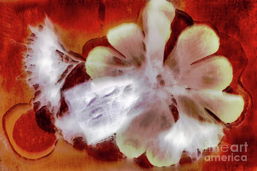 11238 Flower Abstract Series 05-03 Photograph