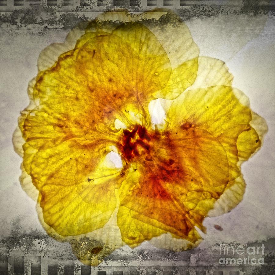11243 Flower Abstract Series 02 #07 Digital Art