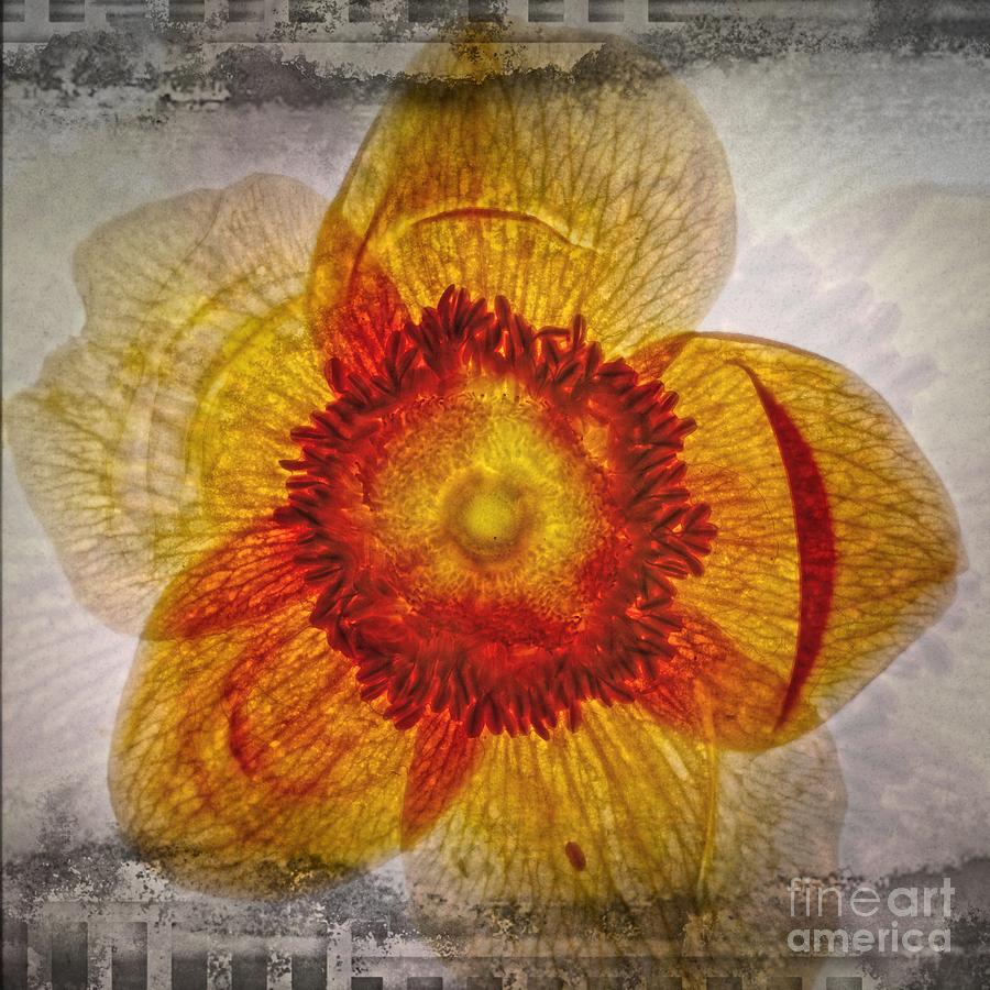 11246 Flower Abstract Series 02 #10 Digital Art