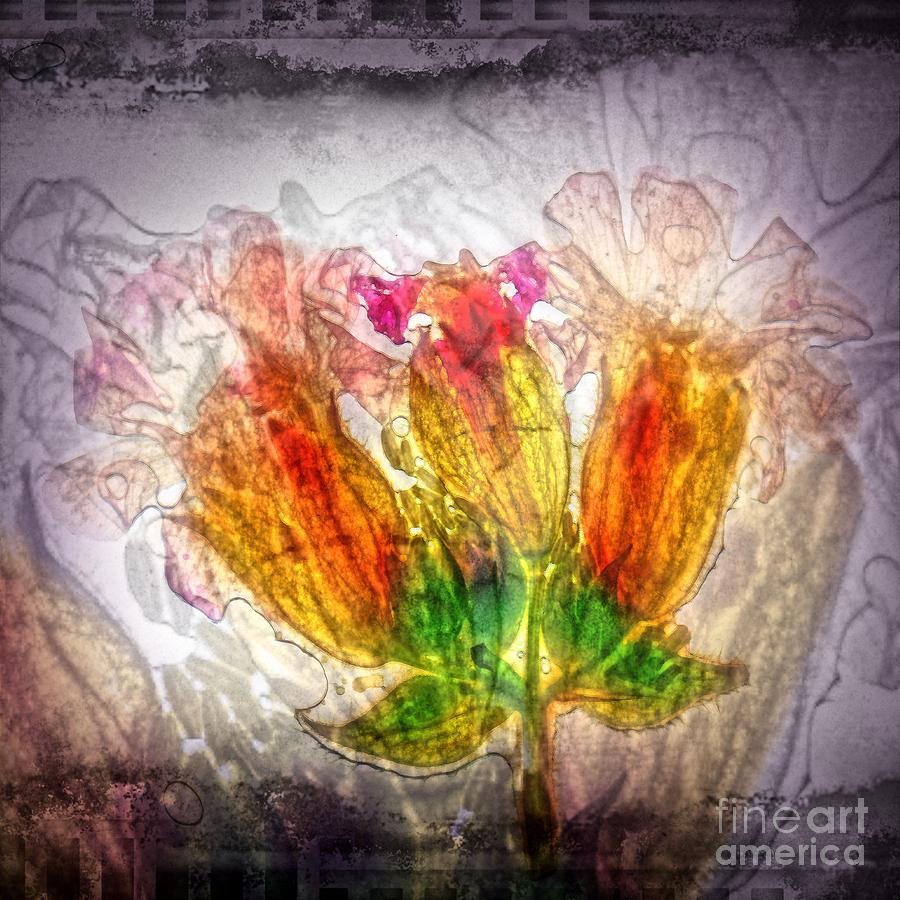 11249 Flower Abstract Series 03 #03 Digital Art