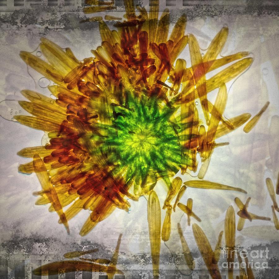 Abstract Digital Art - 11261 Flower Abstract Series 02 #15 by Colin Hunt