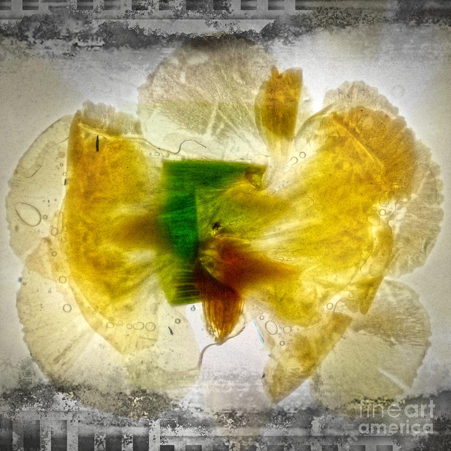 11264 Flower Abstract Series 02 #17 - Carnation Digital Art