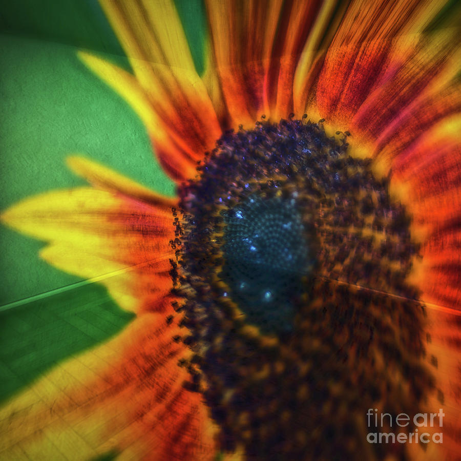 11269 Sunflower Abstract Digital Art