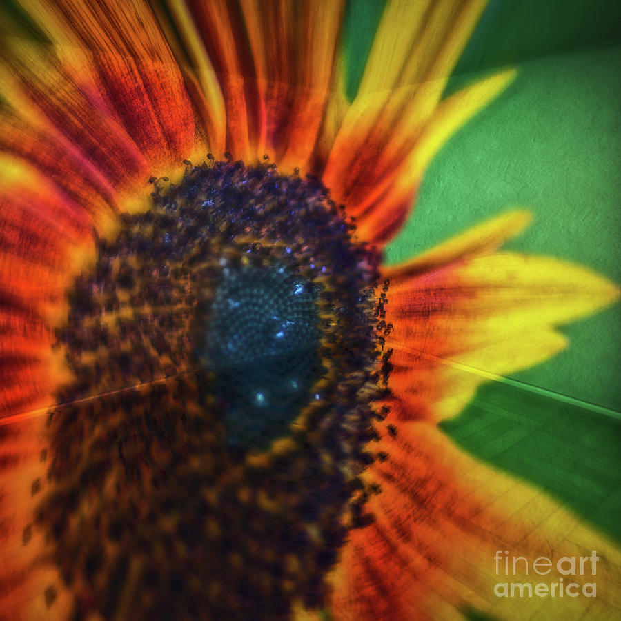 Sunflower Photograph - 11270 Sunflower Abstract Flipped by Colin Hunt
