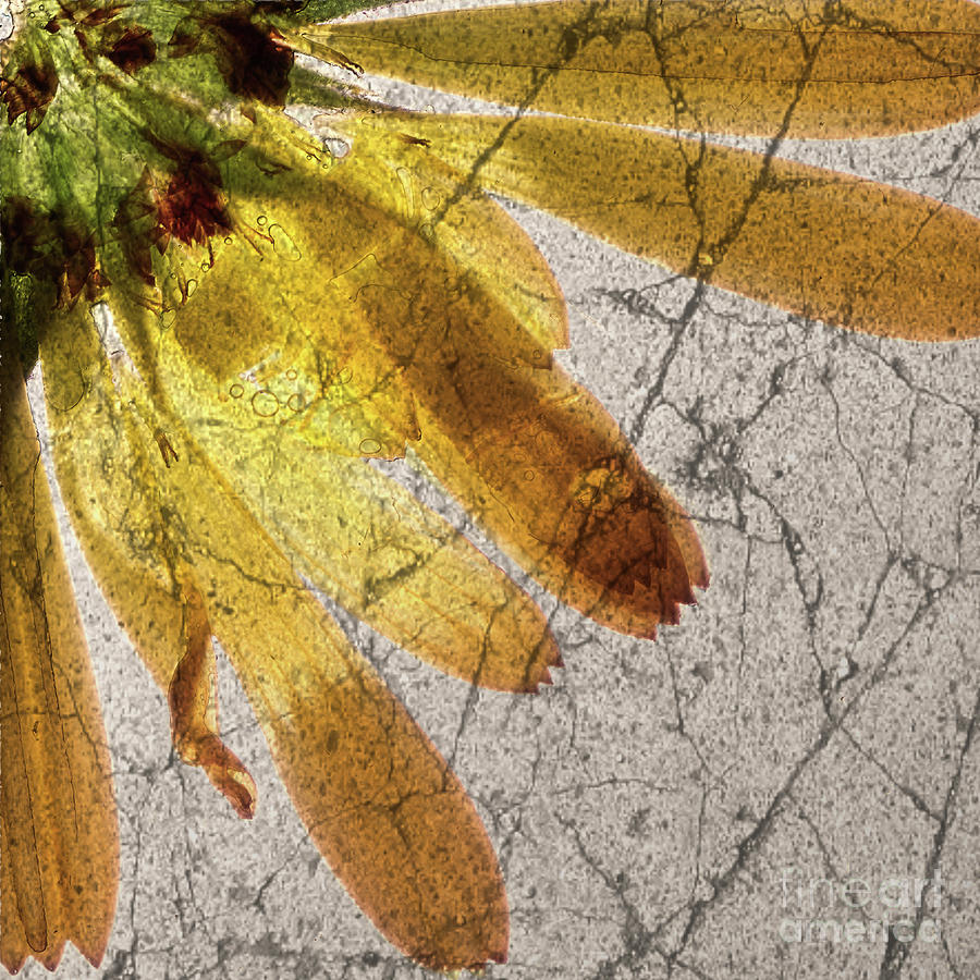 11286 Yellow Flower Abstract Part 2-2 Digital Art