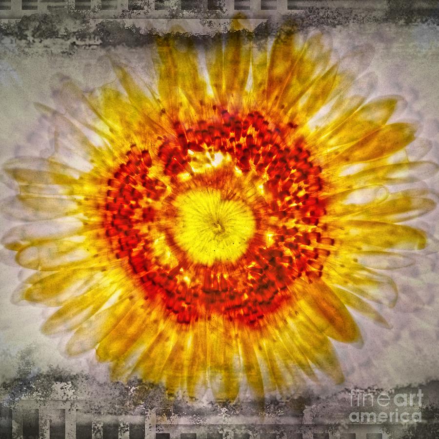 11293 Flower Abstract Series 02-21 Digital Art by Colin Hunt