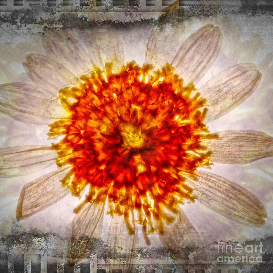 11296 Flower Abstract Series 02-24 Digital Art