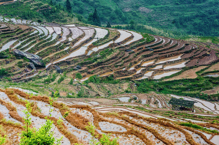 Longji terraced fields scenery #113 Photograph by Carl Ning