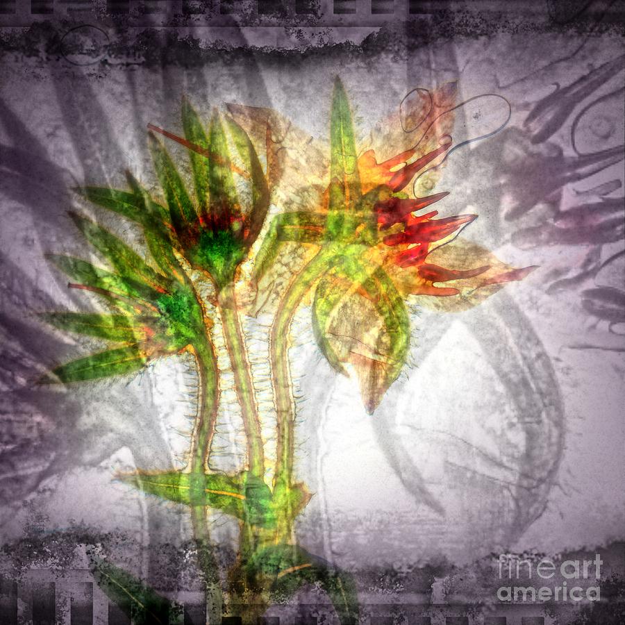11306 Flower Abstract Series 03 #6 Digital Art