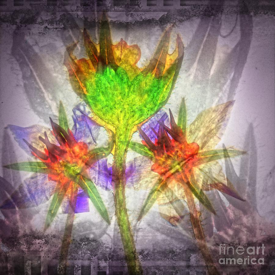 11307 Flower Abstract Series 03 #7 Digital Art