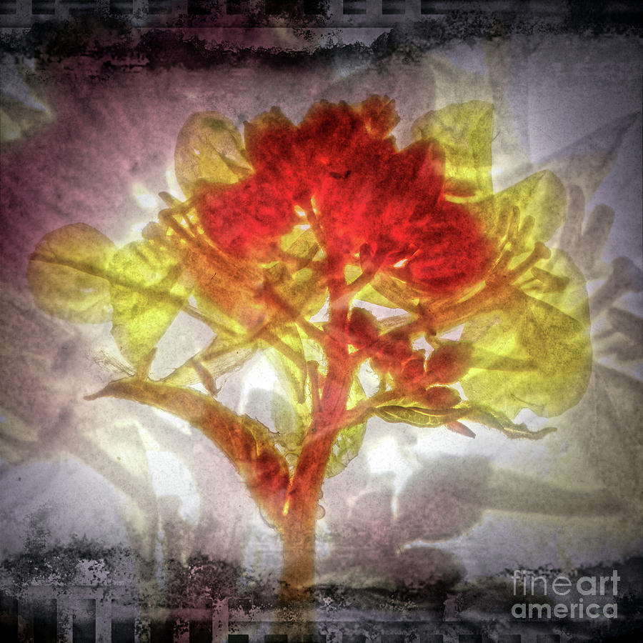 11312 Flower Abstract Series 03 #12 Digital Art