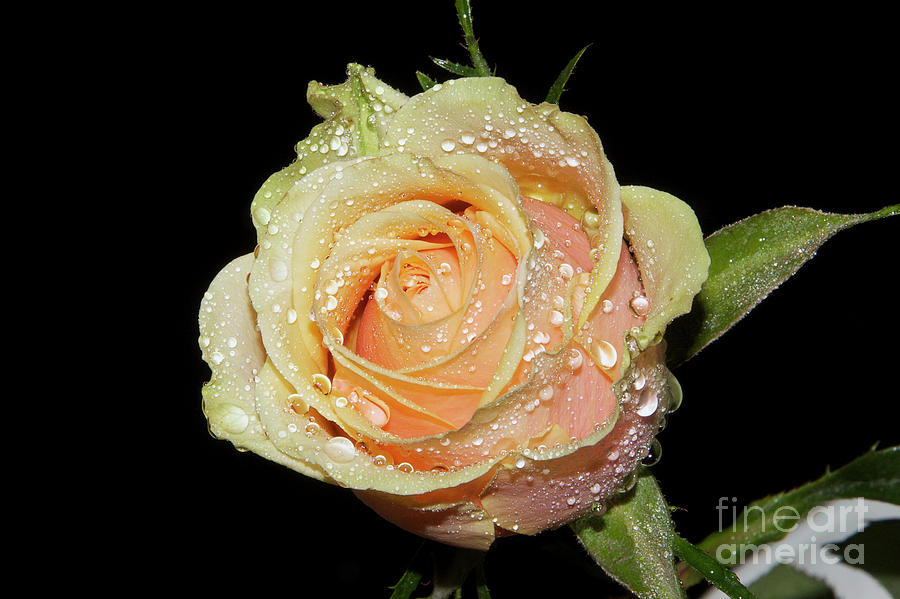 Flower Photograph - Beautiful Rose #114 by Elvira Ladocki