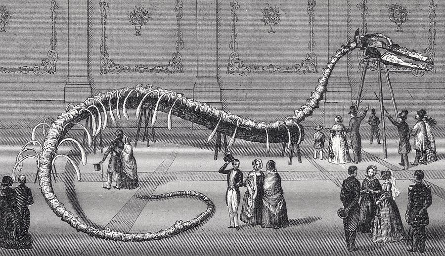 Skeleton Drawing - 114 Feet Long Skeleton Of Fake Sea by Vintage Design Pics