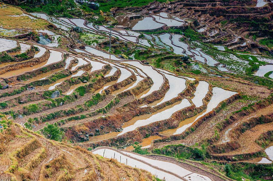 Longji terraced fields scenery #114 Photograph by Carl Ning