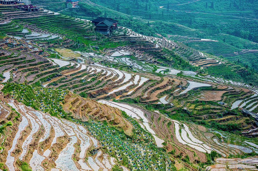 Longji terraced fields scenery #115 Photograph by Carl Ning