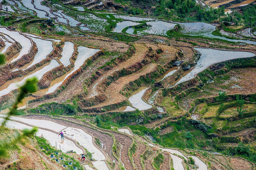 Longji terraced fields scenery #117 Photograph by Carl Ning