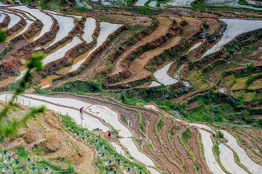 Longji terraced fields scenery #118 Photograph by Carl Ning