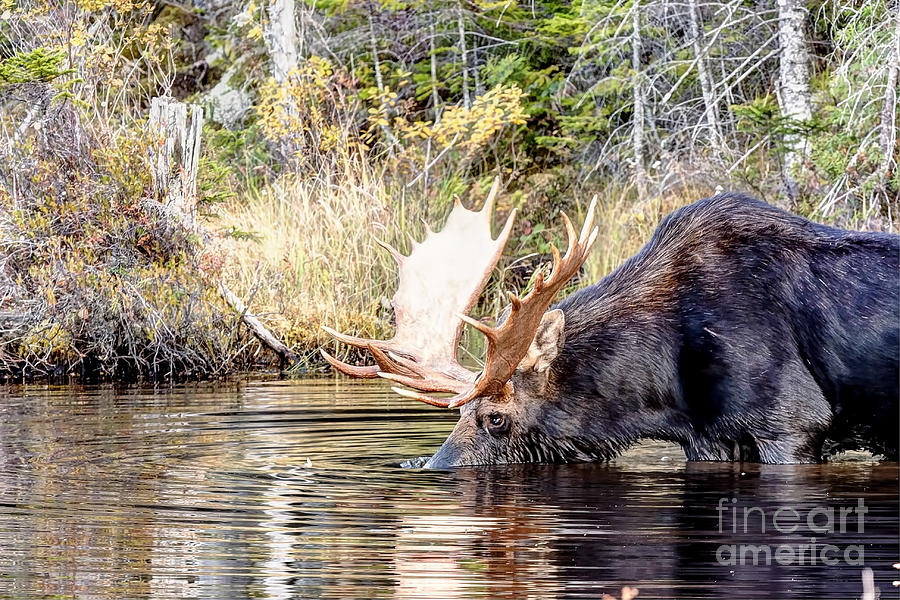 1180 Bull Moose Photograph by Steve Sturgill