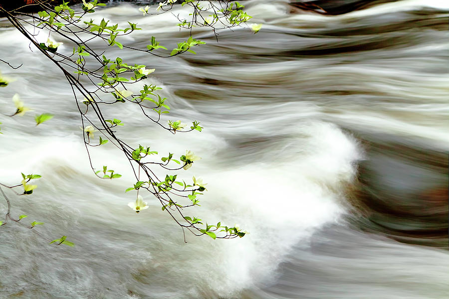 1187 Dogwoods in Bloom along the Merced River Photograph by Steve Sturgill