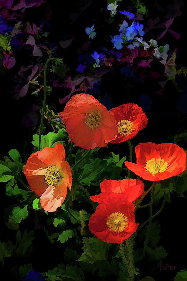 11896 Crepe Paper Poppies Photograph by John Prichard