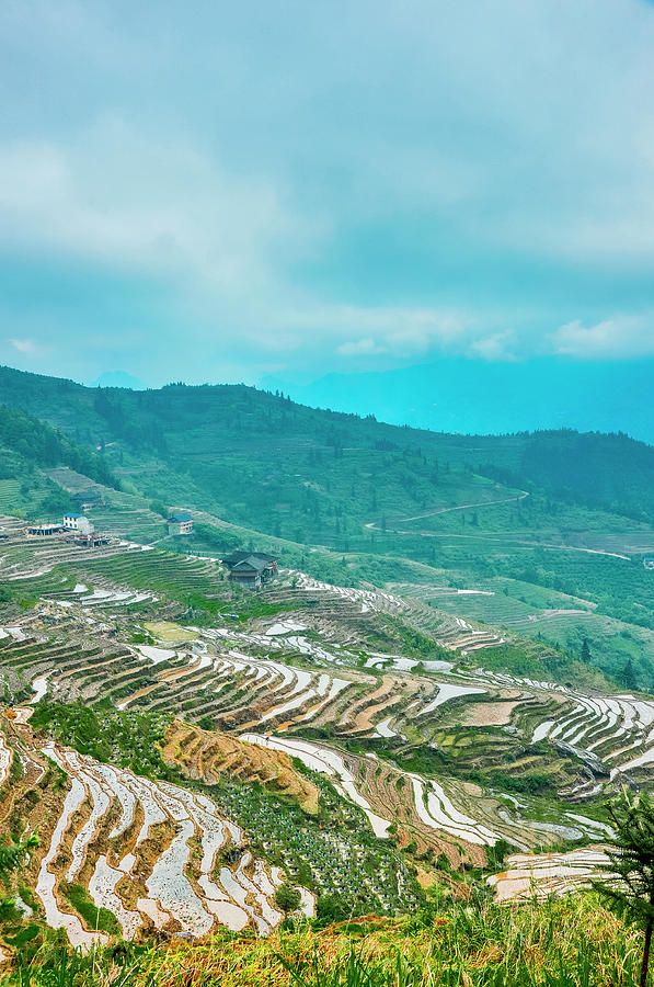 Longji terraced fields scenery #119 Photograph by Carl Ning