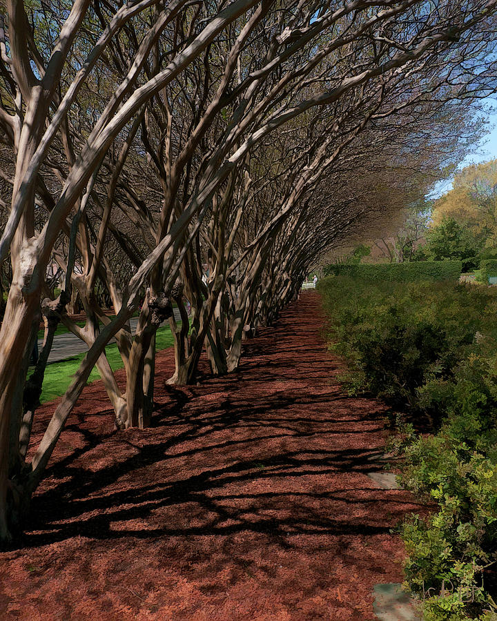 11908 Crepe Myrtle Tunnel Photograph by John Prichard