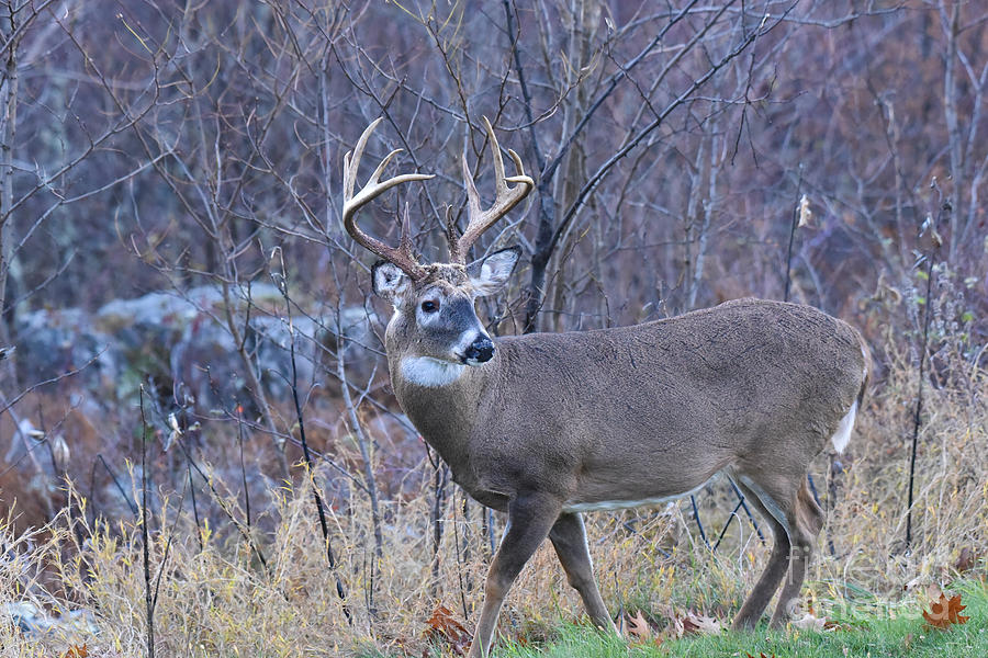 11 Point Non-typical Buck 9344C Photograph by Cynthia Staley - Fine Art ...