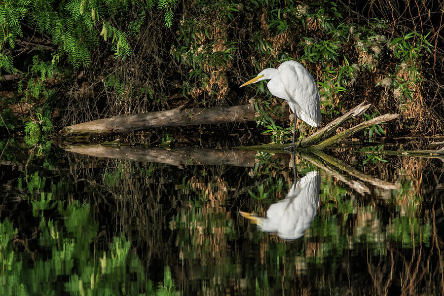 $150 - 11x14 canvas -Great Egret 5525-040918-1 Photograph by Tam Ryan