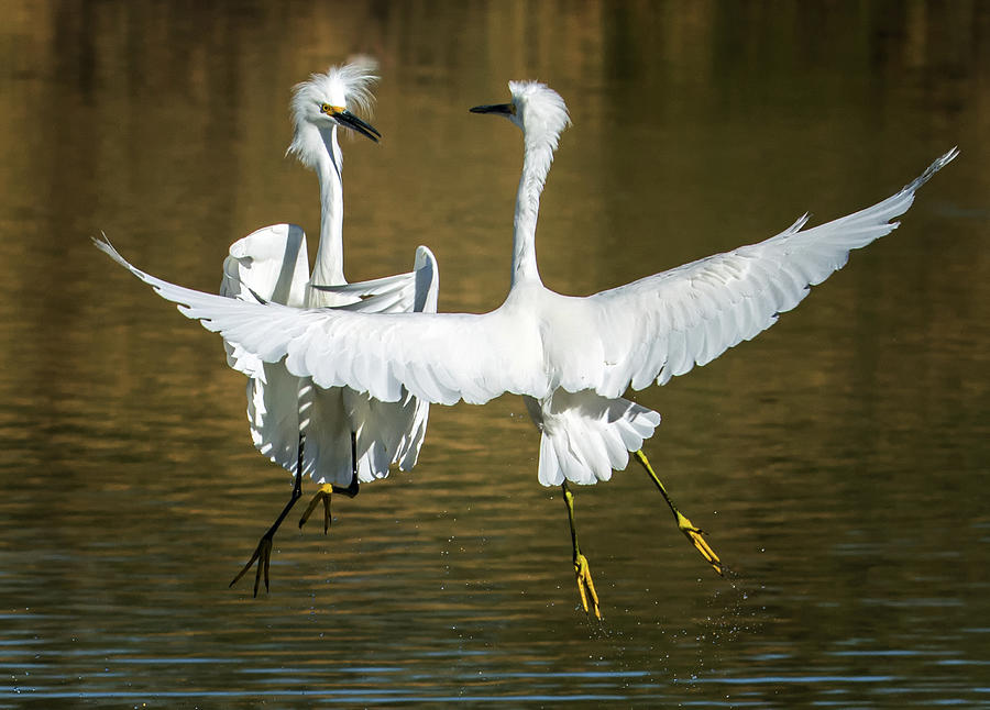 Gifted to Alana Easton Claus  - $150 - 11x14 canvas - Snowy Egrets Fight 3638-112317-2cr Photograph by Tam Ryan