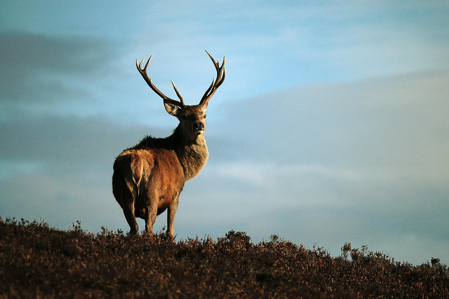  Red Deer Stag #12 Photograph by Gavin Macrae