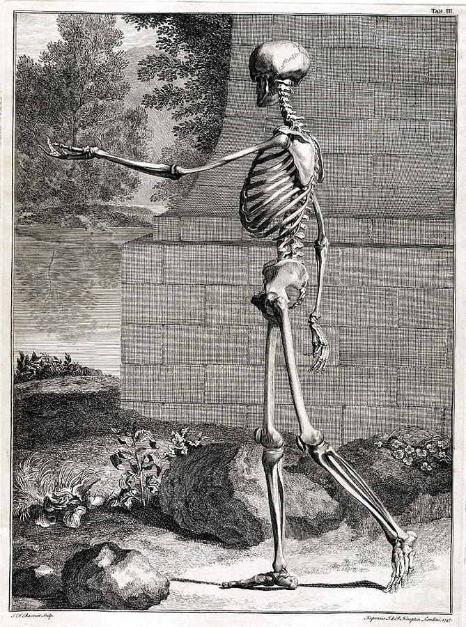 18th Century Anatomical Engraving Photograph by Science Source
