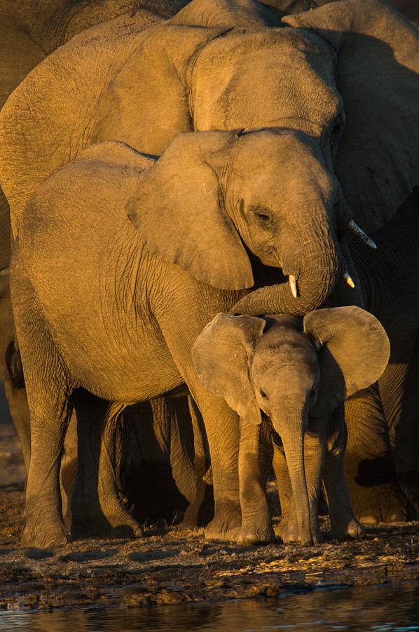 African Elephants Loxodonta Africana Photograph By Panoramic Images