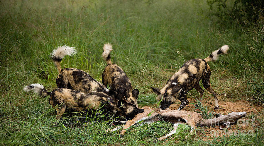 African Wild Dog Lycaon Pictus #12 Photograph by Gerard Lacz