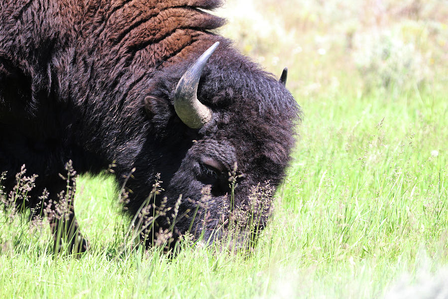 American Bison Yellowstone USA #12 Photograph by Bob Savage