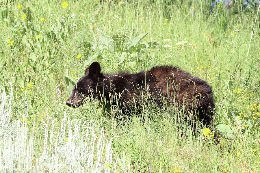American Black Bear Yellowstone USA #12 Photograph by Bob Savage