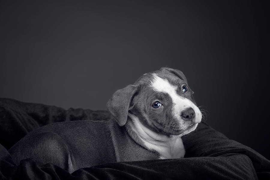 American Pitbull Puppy #12 Photograph by Peter Lakomy