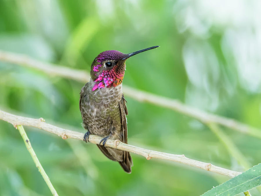 Annas Hummingbird #12 Photograph by Tam Ryan