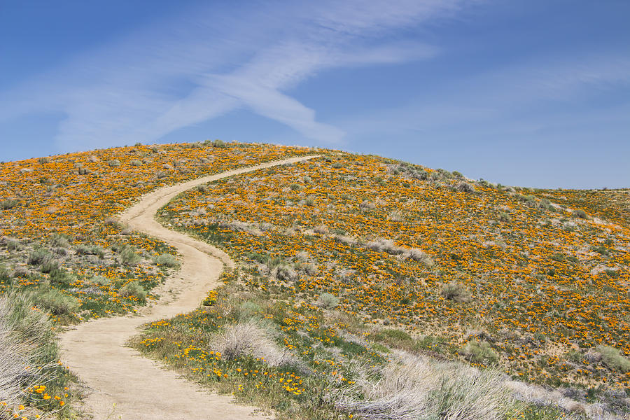 Antelope Valley Poppy Reserve #12 Photograph by Beth Taylor