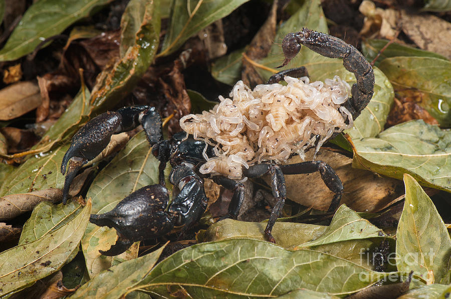 Asian Scorpion Carrying Young #12 Photograph by Francesco Tomasinelli